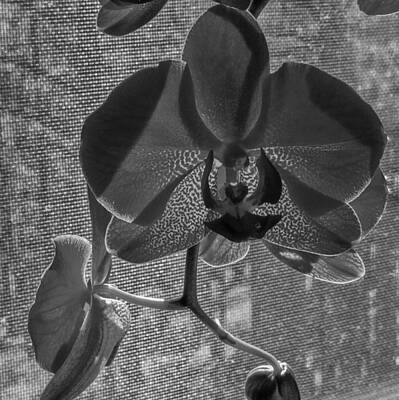 Champagne Corks - Moth Orchid in Window by Ron White