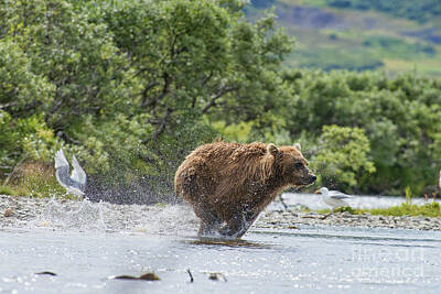 Wild And Wacky Portraits - Mother Brown Bear Cub Going Full Out After Salmon by Dan Friend