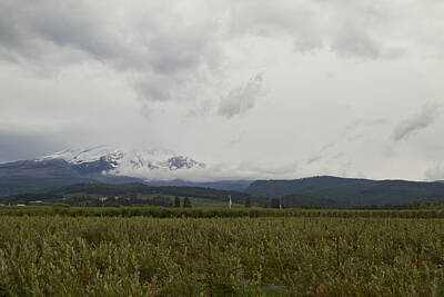 Windmills Rights Managed Images - Mount Hood 1 Royalty-Free Image by John Brueske