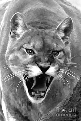 Gambling Royalty Free Images - Mountain lion roaring Royalty-Free Image by Dan Friend