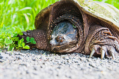 Reptiles Photo Royalty Free Images - Mrs. Snapper Royalty-Free Image by Cheryl Baxter