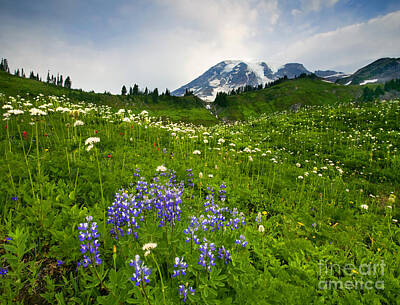 State Love Nancy Ingersoll Rights Managed Images - Mt. Rainier Wildflower Profusion Royalty-Free Image by Michael Dawson