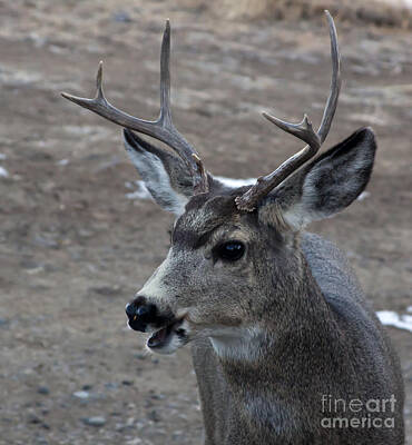 State Pop Art - Mule Deer Buck 3x3   #3669 by J L Woody Wooden