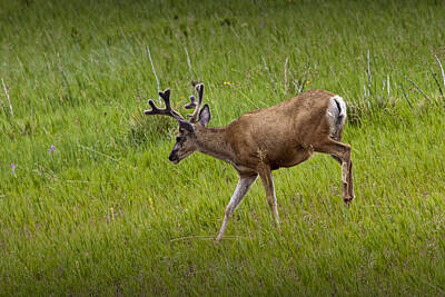 Easter Egg Hunt Royalty Free Images - Mule Deer with Velvet Antlers No. 1101 Royalty-Free Image by Randall Nyhof