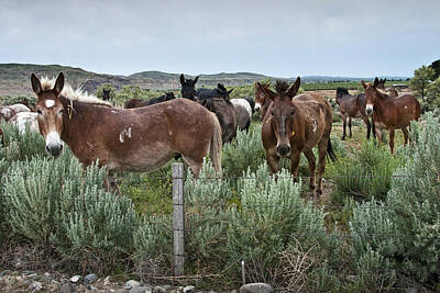 Animals Photo Rights Managed Images - Mules in Wyoming No. 1145 Royalty-Free Image by Randall Nyhof