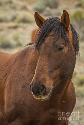 Fun Patterns - Mustang Stallion Portrait by Mitch Shindelbower