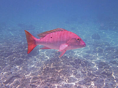 Reptiles Photo Royalty Free Images - Mutton Snapper Profile Royalty-Free Image by Carey Chen