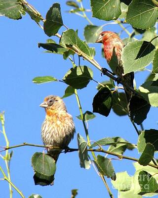 From The Kitchen - My 2 Favorite Little Finches by Phyllis Kaltenbach