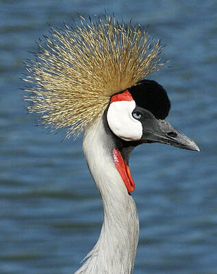 Seamstress - African Grey Crowned Crane by Chauncy Holmes