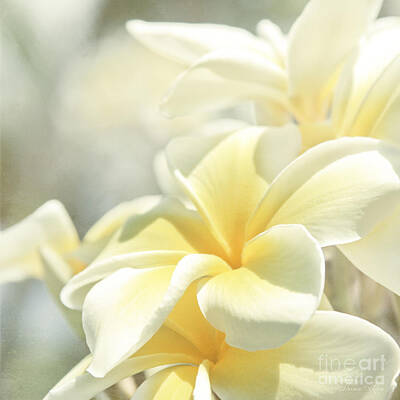 Floral Photos - Na Lei Pua Melia Aloha e ko Lele by Sharon Mau