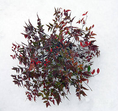 Spiral Staircases - Nandina by Skip Willits