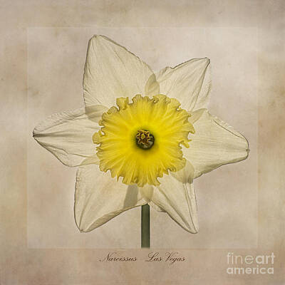 Lilies Royalty Free Images - Narcissus Las Vegas Royalty-Free Image by John Edwards