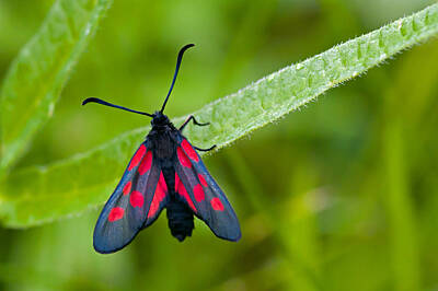 Fruit Photography Royalty Free Images - Narrow Bordered Five Spot Burnet Royalty-Free Image by Torbjorn Swenelius