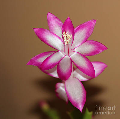 Dancing Rights Managed Images - Natural Pink Christmas Cactus Royalty-Free Image by Michael Waters