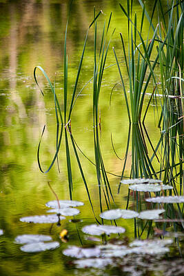 Recently Sold - Lilies Photos - Natures Stillness by Karol Livote