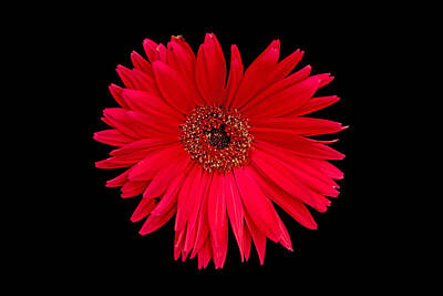 Childrens Solar System - Red Gerbera Daisy with Nibbled Petal by Bill Swartwout