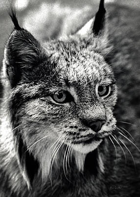 Animals Photos - North American Lynx In The Wild. by Bob Orsillo