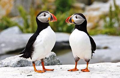 David Bowie By Terry Oneill Royalty Free Images - North Atlantic Puffins Couple Royalty-Free Image by Lena Hatch