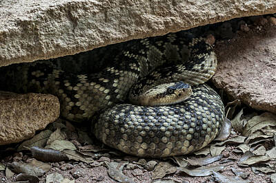 Halloween - Northern black-tailed rattlesnake 2 by Arterra Picture Library