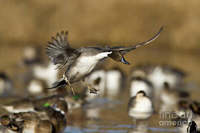 Adventure Photography - Northern pintail landing by Bryan Keil