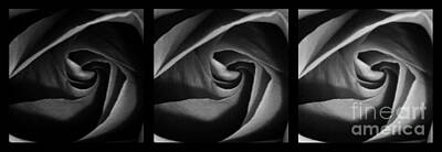 Abstract Flowers Photos - Nuances 1 by Andrea Anderegg
