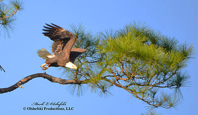 Staff Picks Rosemary Obrien Royalty Free Images - NW Florida Bald Eagle II Royalty-Free Image by Mark Olshefski