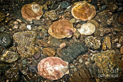 Popstar And Musician Paintings Royalty Free Images - Ocean Shells Royalty-Free Image by Cheryl Baxter