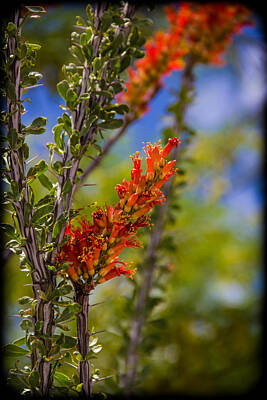 Wilderness Camping - Ocotillo by Becky Bunting