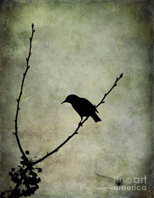 Paintings For Children Cindy Thornton - Oh Black Bird by Darren Fisher