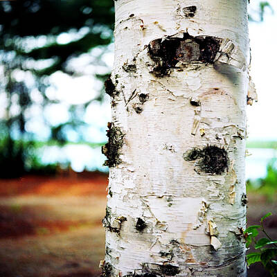 Achieving - Old birch by Leonid Rozenberg
