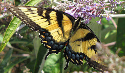 Recently Sold - Animals Photos - Old World Swallowtail by Jennifer Wheatley Wolf
