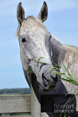 Mammals Rights Managed Images - Ole Grey Mare 5702 Royalty-Free Image by Terri Winkler
