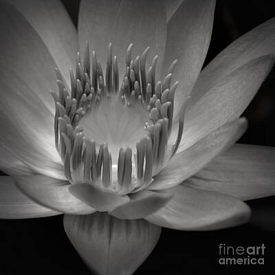 Wildlife Photography - Om Mani Padme Hum Hail to the Jewel in the Lotus by Sharon Mau