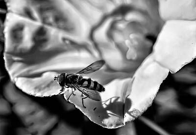Let It Snow - On the edge  Hoverfly sitting on the edge of a white flower B/W by Leif Sohlman