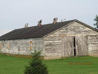 Spot Of Tea Royalty Free Images - Once a Chicken Coop Barn Royalty-Free Image by Tina M Wenger