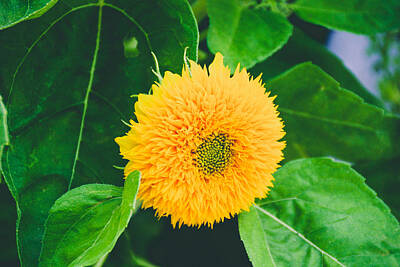 Lucille Ball Royalty Free Images - One big yellow flower Royalty-Free Image by Gloria Pasko