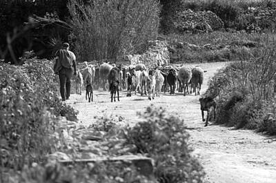 World War 1 Propaganda Posters - One of the last Gozitan Traditional Sheep Farmers  by Focus  Fotos