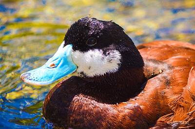 Animals Photos - One Ruddy Duck by Arthur Fish III