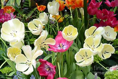 Queen - Open Tulips by Kathleen Struckle