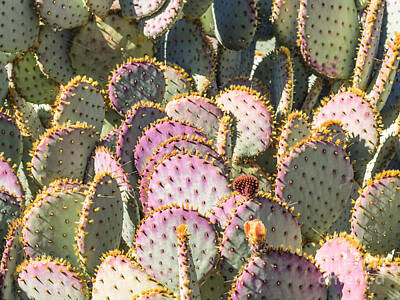 Interior Designers Rights Managed Images - Opunti cacti with buds and spines Royalty-Free Image by Frank Bach