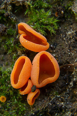 Rowing Royalty Free Images - Orange Ascomycete Fruiting Structures 2 Royalty-Free Image by Douglas Barnett