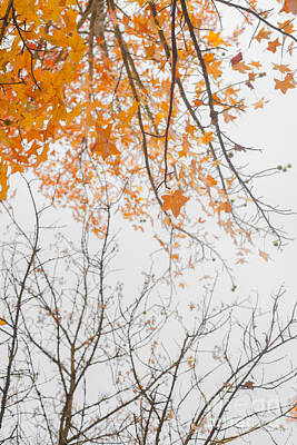 Boho Christmas - Orange Autumn Leaves Against Stark White Sky by Gillian Vann