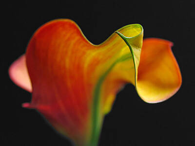 Lilies Royalty-Free and Rights-Managed Images - Orange Goddess by Juergen Roth
