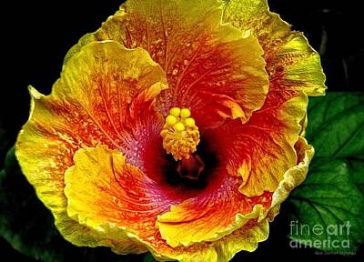 Fromage - Orange Hibiscus with Grunge Effect by Rose Santuci-Sofranko