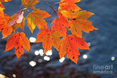 Lets Be Frank - Orange Leaves infront of Water by Ulli Karner
