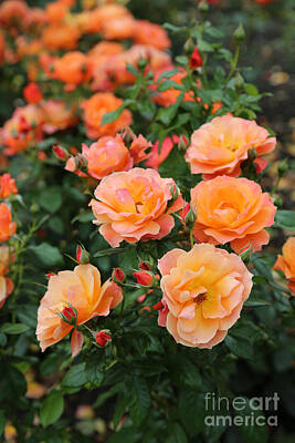 Roses Photo Royalty Free Images - Orange Roses Royalty-Free Image by Carol Groenen