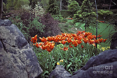 Pasta Al Dente - Orange tulip flowers by Howard Stapleton