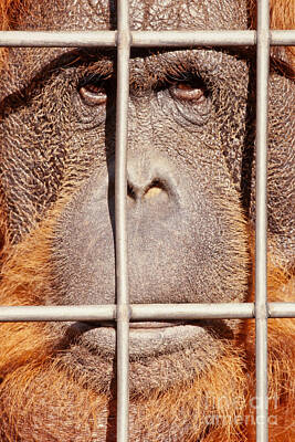 Curated Round Beach Towels Royalty Free Images - Orangutan face watching from behind steel bars Royalty-Free Image by Stephan Pietzko