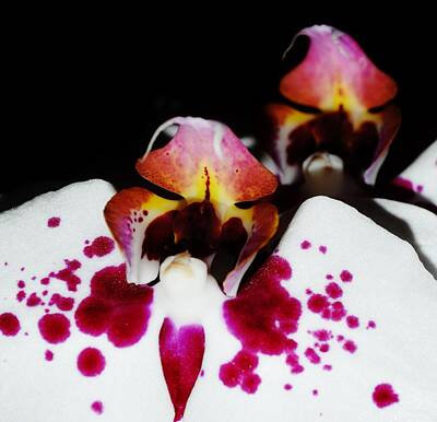 Parisian Bistro - Orchid Abstract 3 by  Sharon Ackley