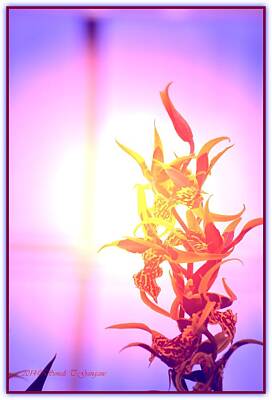 Solar System Posters - Orchid Greetings by Sonali Gangane